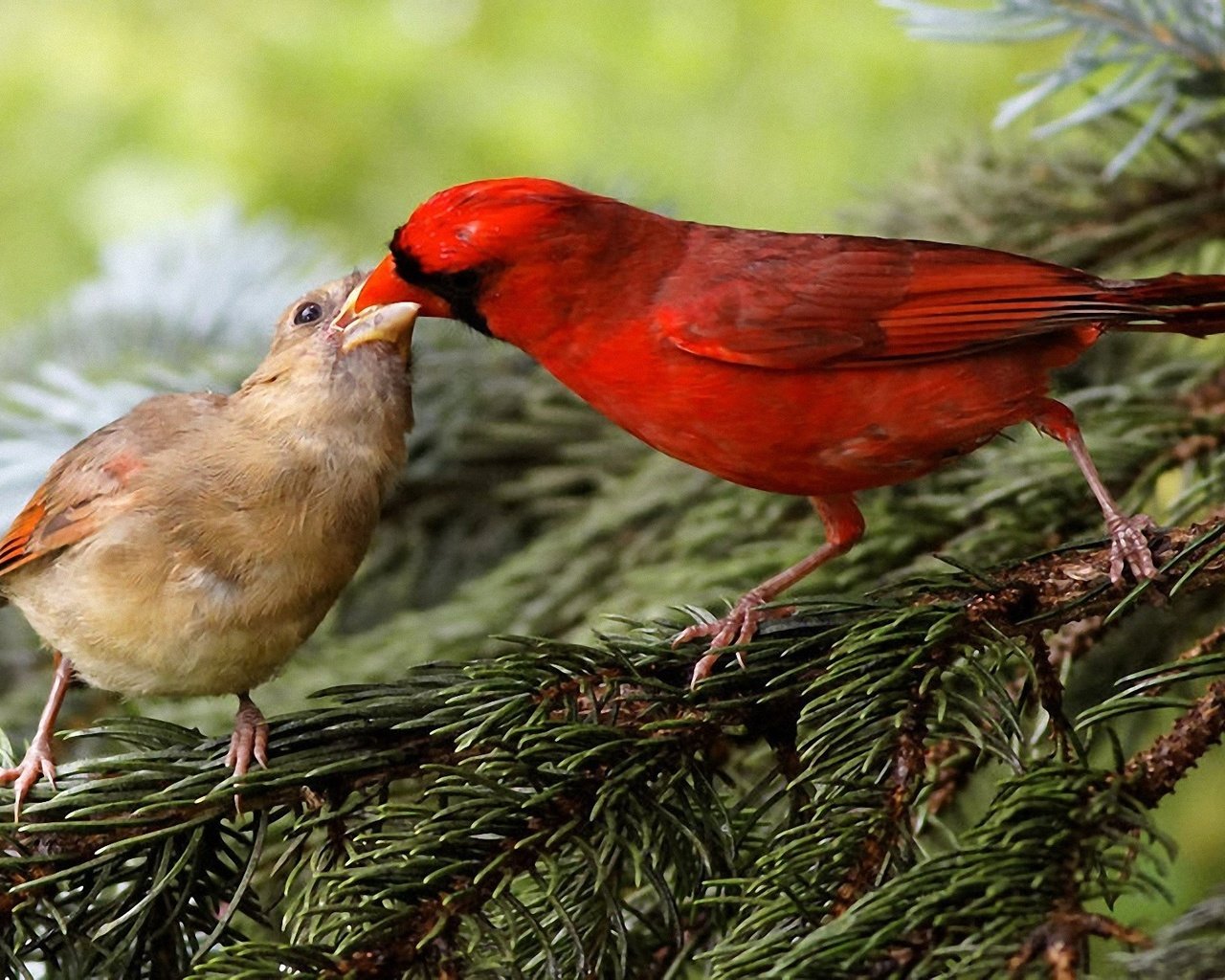 Обои природа, хвоя, ветки, птицы, клюв, кардинал, зяблик, nature, needles, branches, birds, beak, cardinal, chaffinch разрешение 1920x1200 Загрузить