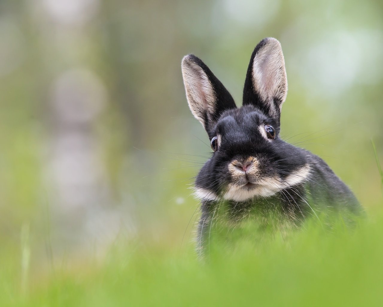 Обои трава, мордочка, взгляд, размытость, кролик, уши, заяц, grass, muzzle, look, blur, rabbit, ears, hare разрешение 2048x1225 Загрузить