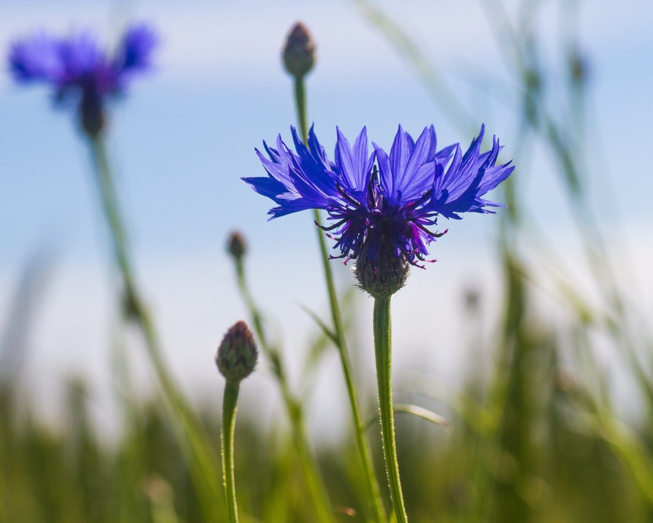 Обои небо, цветы, стебли, синие, васильки, the sky, flowers, stems, blue, cornflowers разрешение 5184x3456 Загрузить