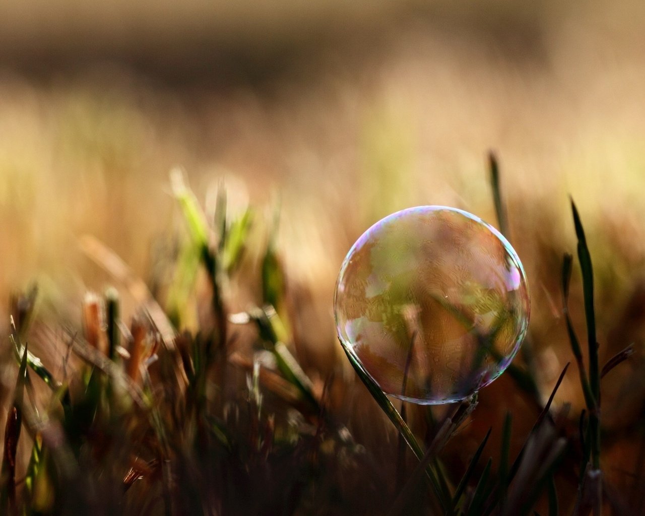 Обои трава, природа, размытость, мыльный пузырь, grass, nature, blur, bubble разрешение 2560x1600 Загрузить