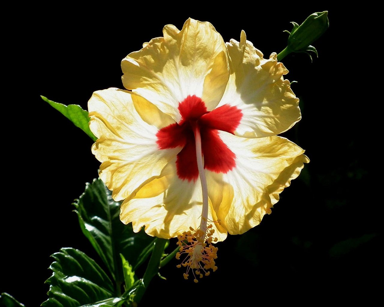 Обои макро, фон, цветок, лепестки, черный фон, гибискус, macro, background, flower, petals, black background, hibiscus разрешение 2048x1299 Загрузить