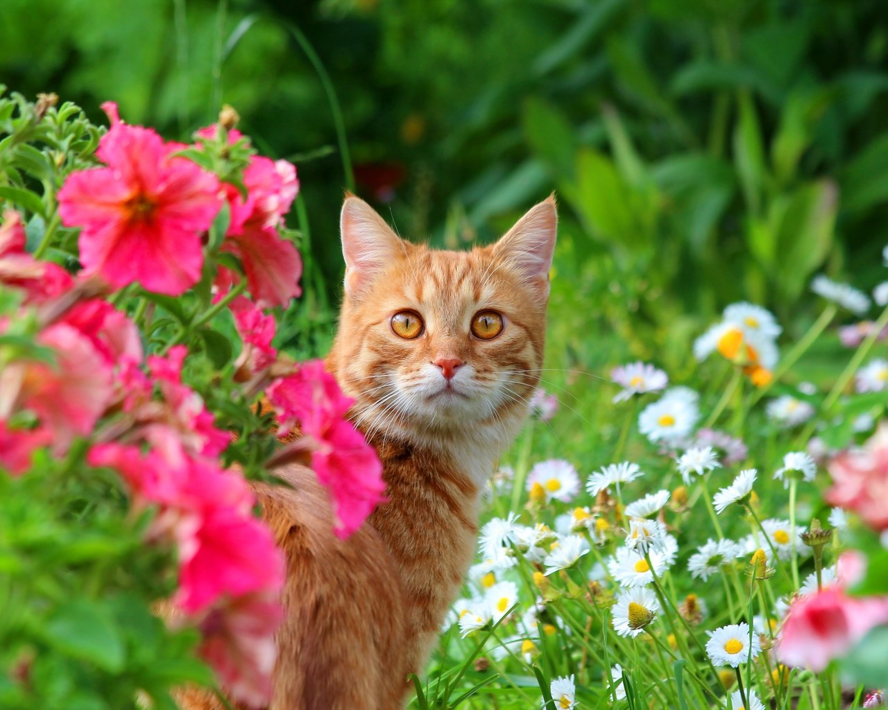 Обои цветы, кот, мордочка, кошка, взгляд, луг, животное, flowers, cat, muzzle, look, meadow, animal разрешение 5184x3456 Загрузить