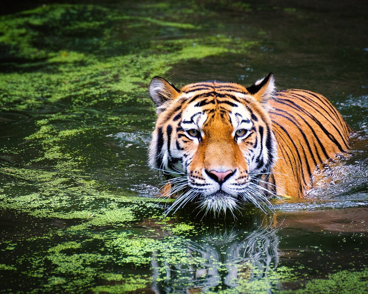 Обои тигр, морда, озеро, отражение, взгляд, хищник, большая кошка, животное, tiger, face, lake, reflection, look, predator, big cat, animal разрешение 2813x1875 Загрузить