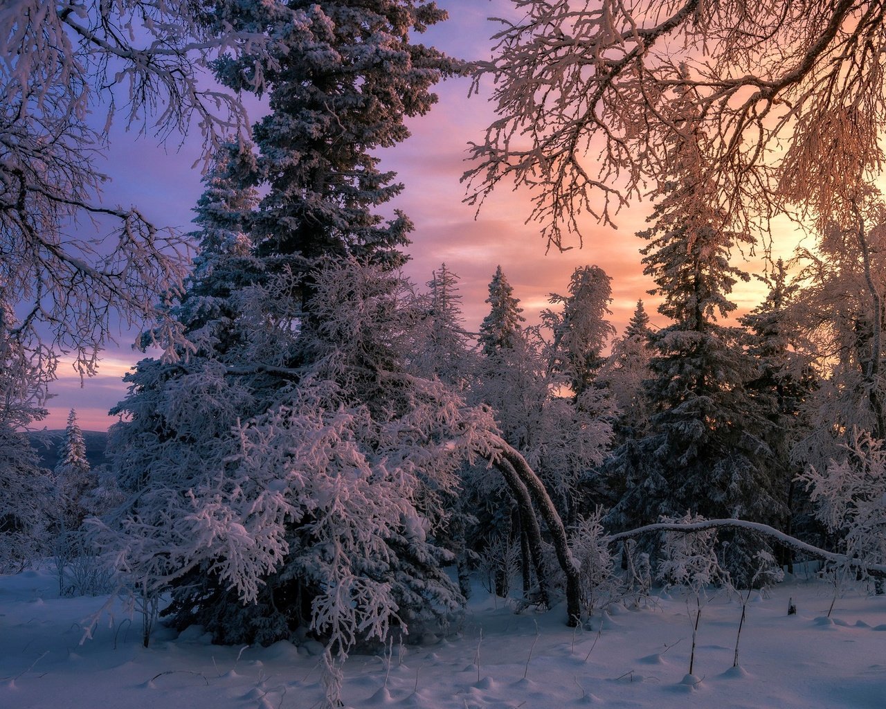 Обои снег, лес, зима, елки, snow, forest, winter, tree разрешение 1920x1280 Загрузить