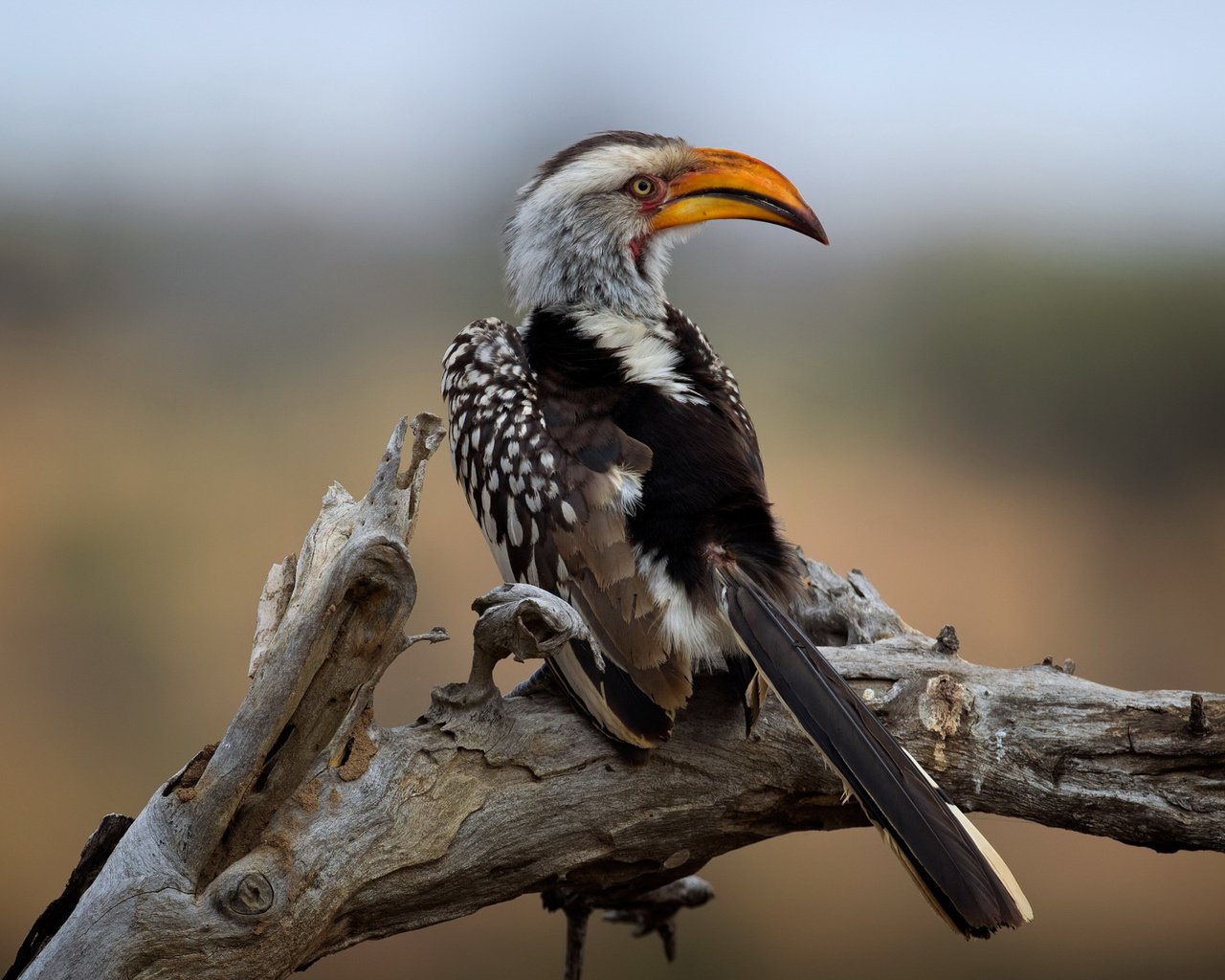 Обои национальный парк крюгера, southern yellow-billed hornbill, wild south africa, kruger national park разрешение 2112x1188 Загрузить