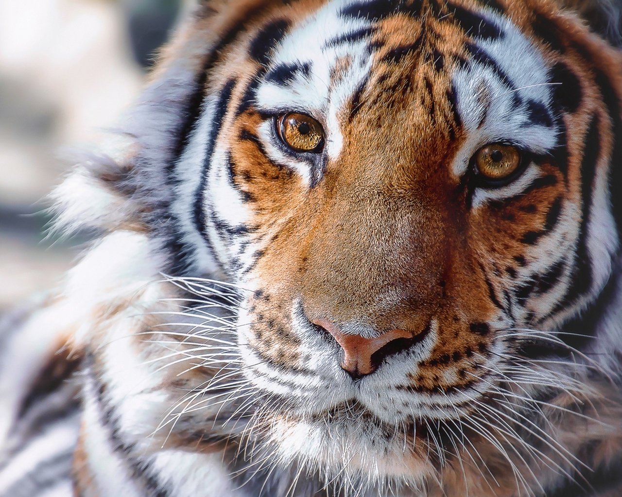 Обои тигр, морда, взгляд, хищник, животное, tiger, face, look, predator, animal разрешение 1920x1280 Загрузить