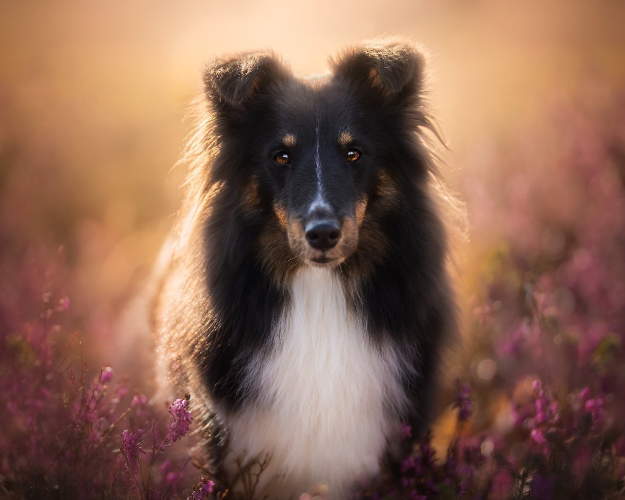 Обои цветы, мордочка, взгляд, собака, друг, шелти, шетландская овчарка, flowers, muzzle, look, dog, each, sheltie, shetland sheepdog разрешение 2048x1366 Загрузить