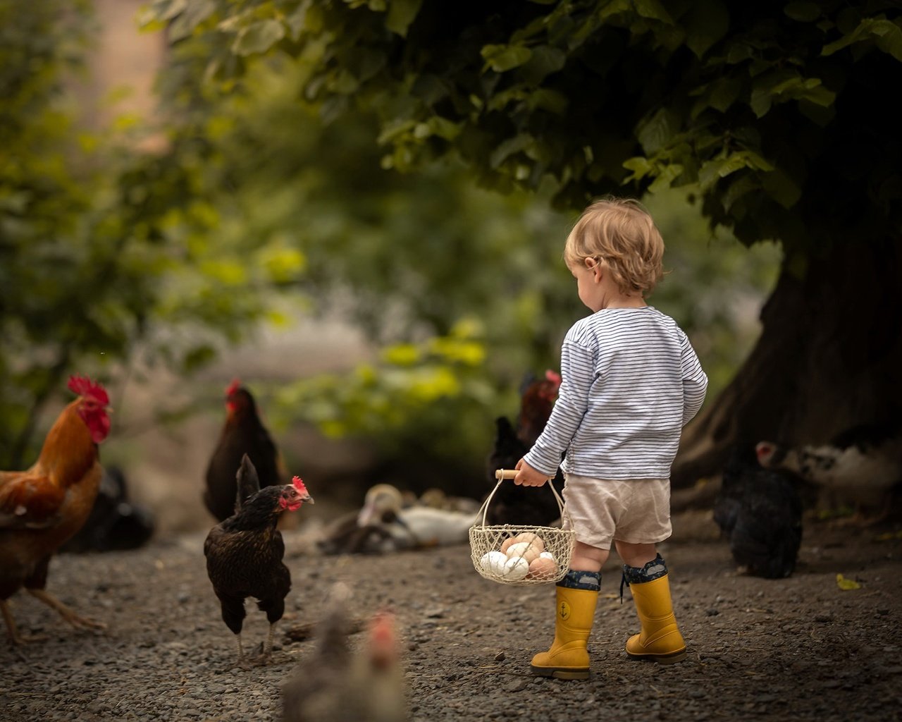 Обои мальчик, яйца, боке, курицы, boy, eggs, bokeh, chicken разрешение 2048x1365 Загрузить