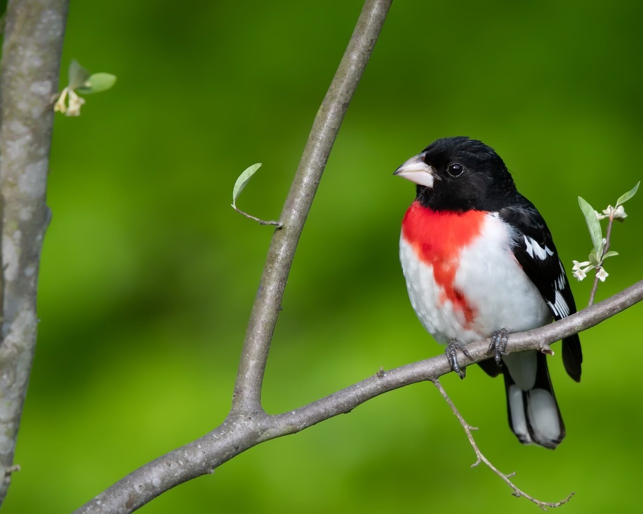 Обои природа, птица, красногрудый дубоносовый кардинал, nature, bird, the red-breasted cardinal dubonosov разрешение 2048x1300 Загрузить