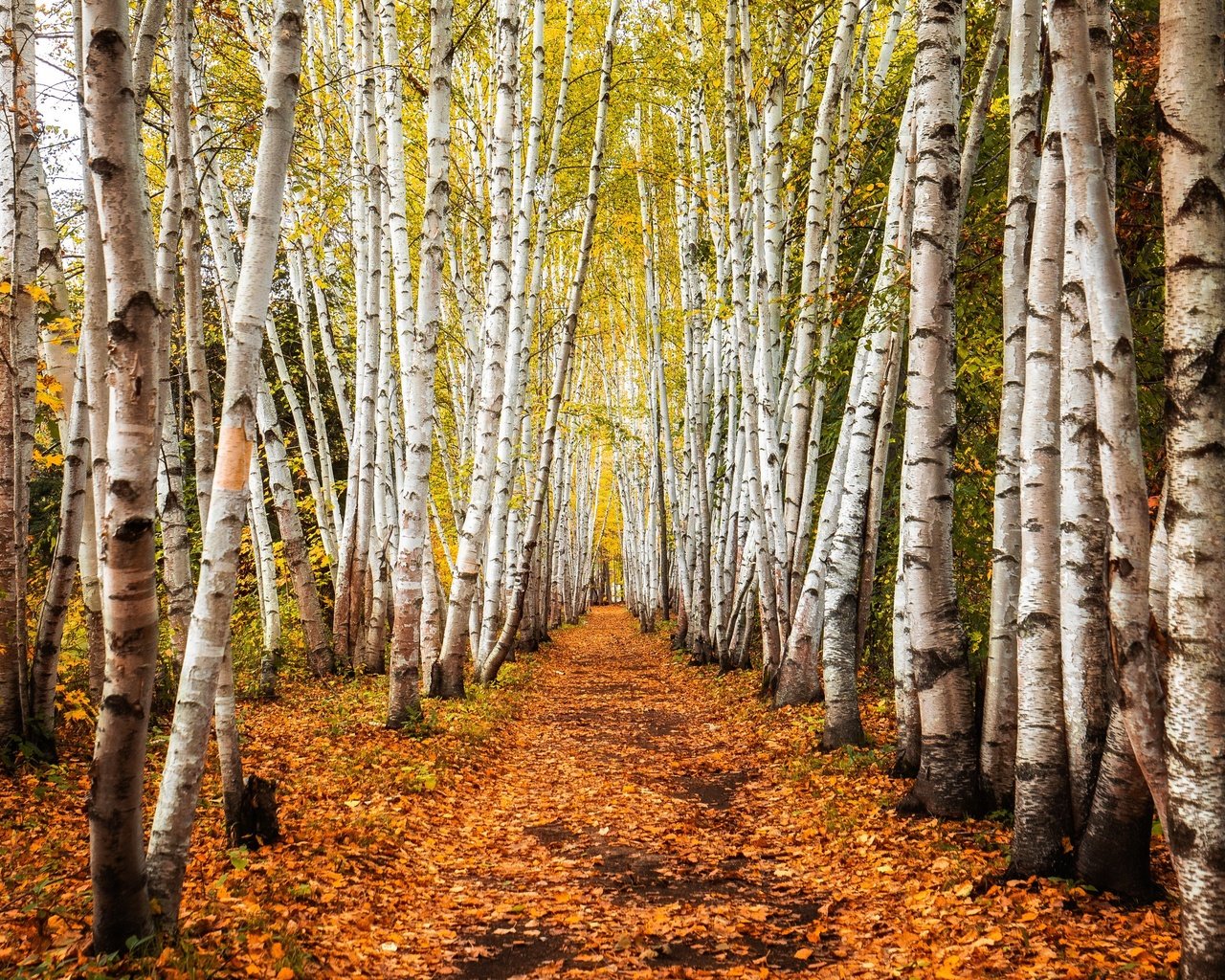 Обои деревья, дорожка, стволы, березы, осень, роща, trees, track, trunks, birch, autumn, grove разрешение 3840x2160 Загрузить