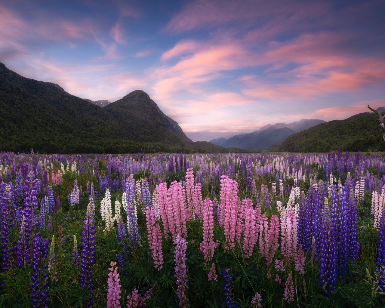 Обои цветы, горы, луг, новая зеландия, люпины, flowers, mountains, meadow, new zealand, lupins разрешение 4096x2615 Загрузить