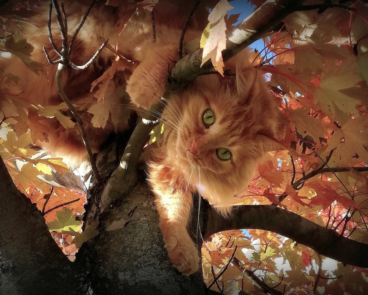 Обои листья, зеленые глаза, кот, на дереве, мордочка, ветки, взгляд, осень, пушистый, рыжий, leaves, green eyes, cat, on the tree, muzzle, branches, look, autumn, fluffy, red разрешение 2048x1365 Загрузить