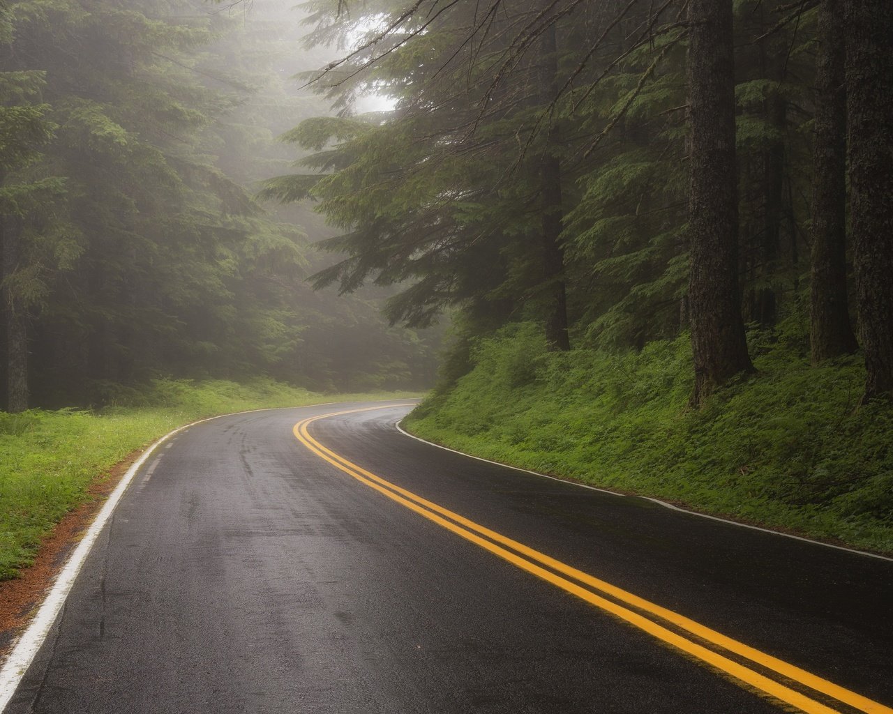Обои дорога, лес, туман, road, forest, fog разрешение 3840x2160 Загрузить