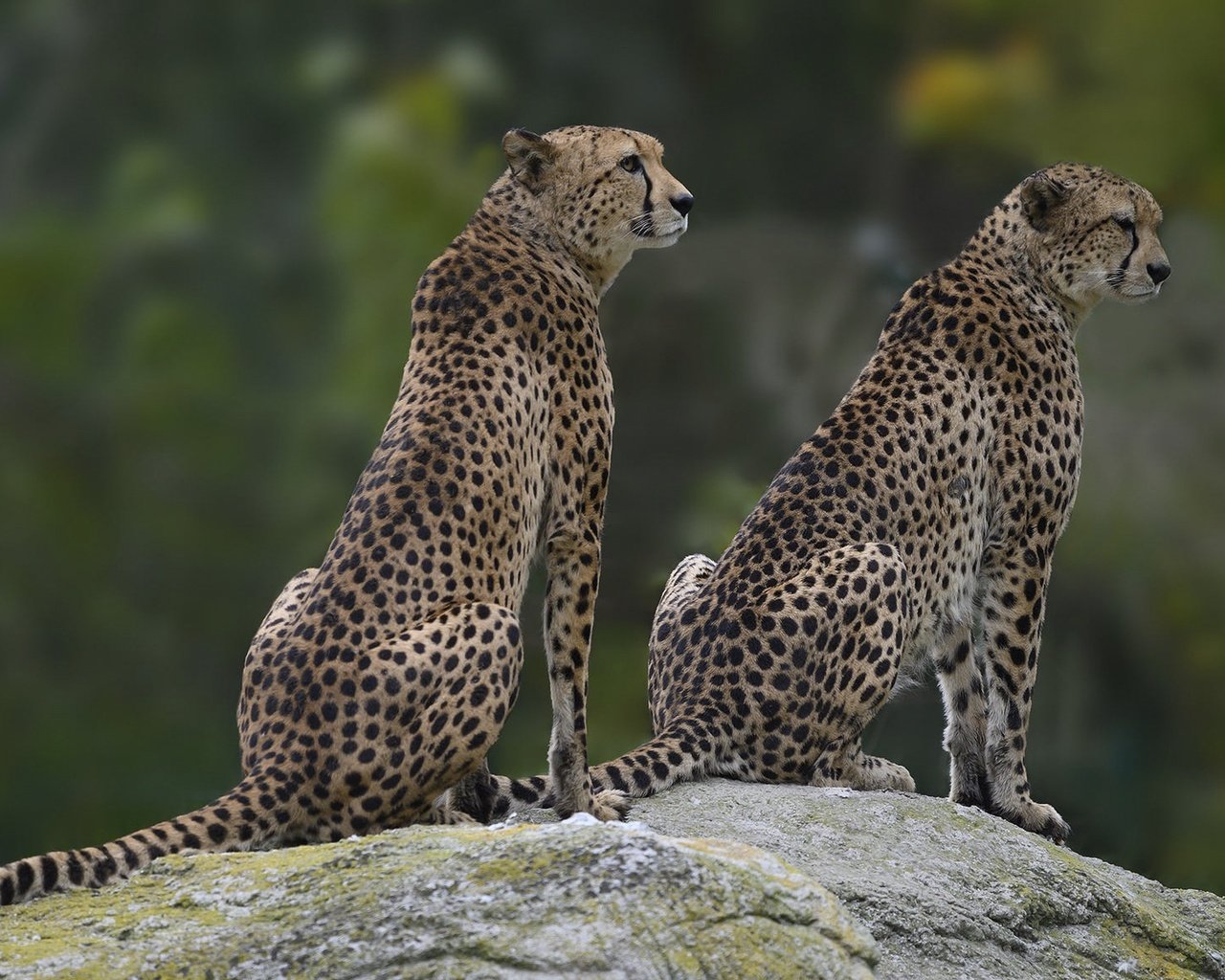 Обои камень, пара, два, гепард, сидят, гепарды, stone, pair, two, cheetah, sitting, cheetahs разрешение 1920x1168 Загрузить