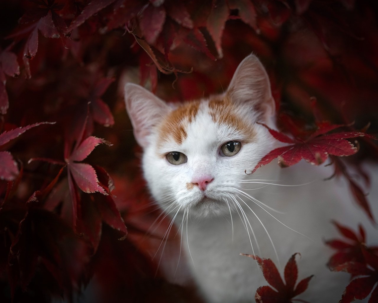 Обои листья, кот, мордочка, взгляд, осень, leaves, cat, muzzle, look, autumn разрешение 2048x1365 Загрузить