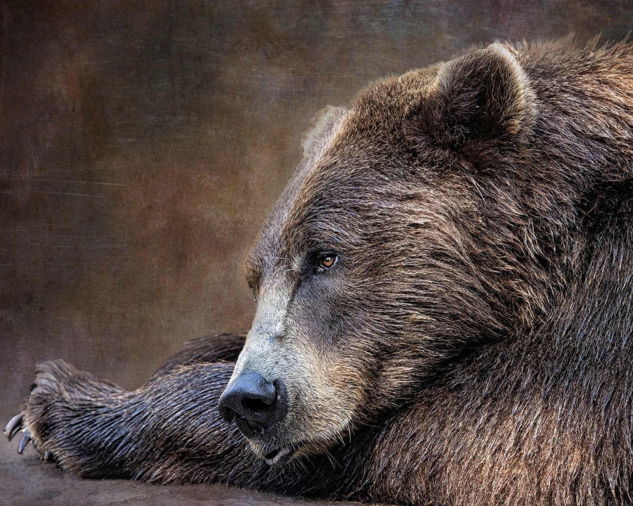 Обои морда, текстура, портрет, лапы, взгляд, медведь, лежит, бурый, face, texture, portrait, paws, look, bear, lies, brown разрешение 3840x2880 Загрузить