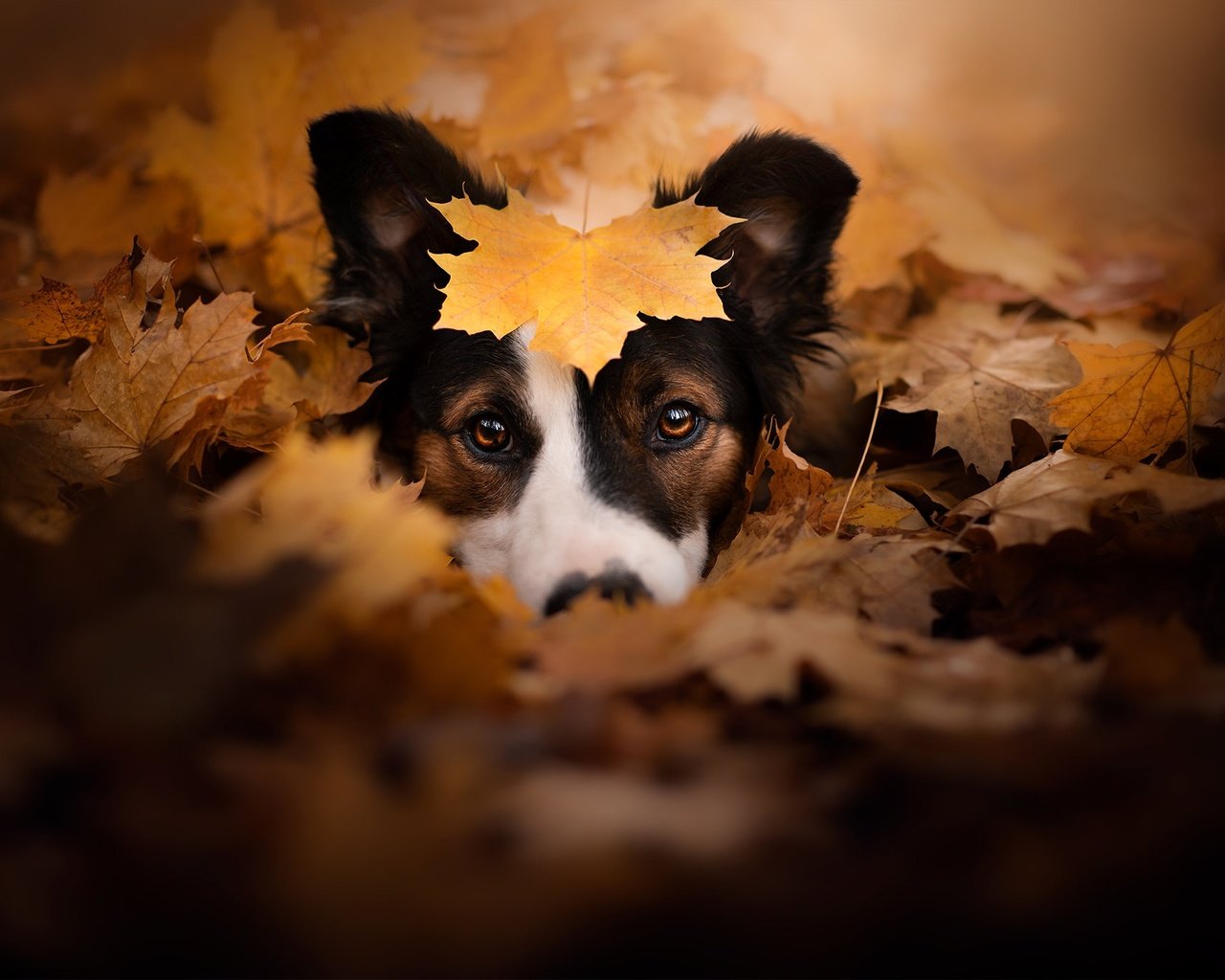 Обои морда, взгляд, осень, собака, листик, опавшие листья, face, look, autumn, dog, leaf, fallen leaves разрешение 2048x1363 Загрузить