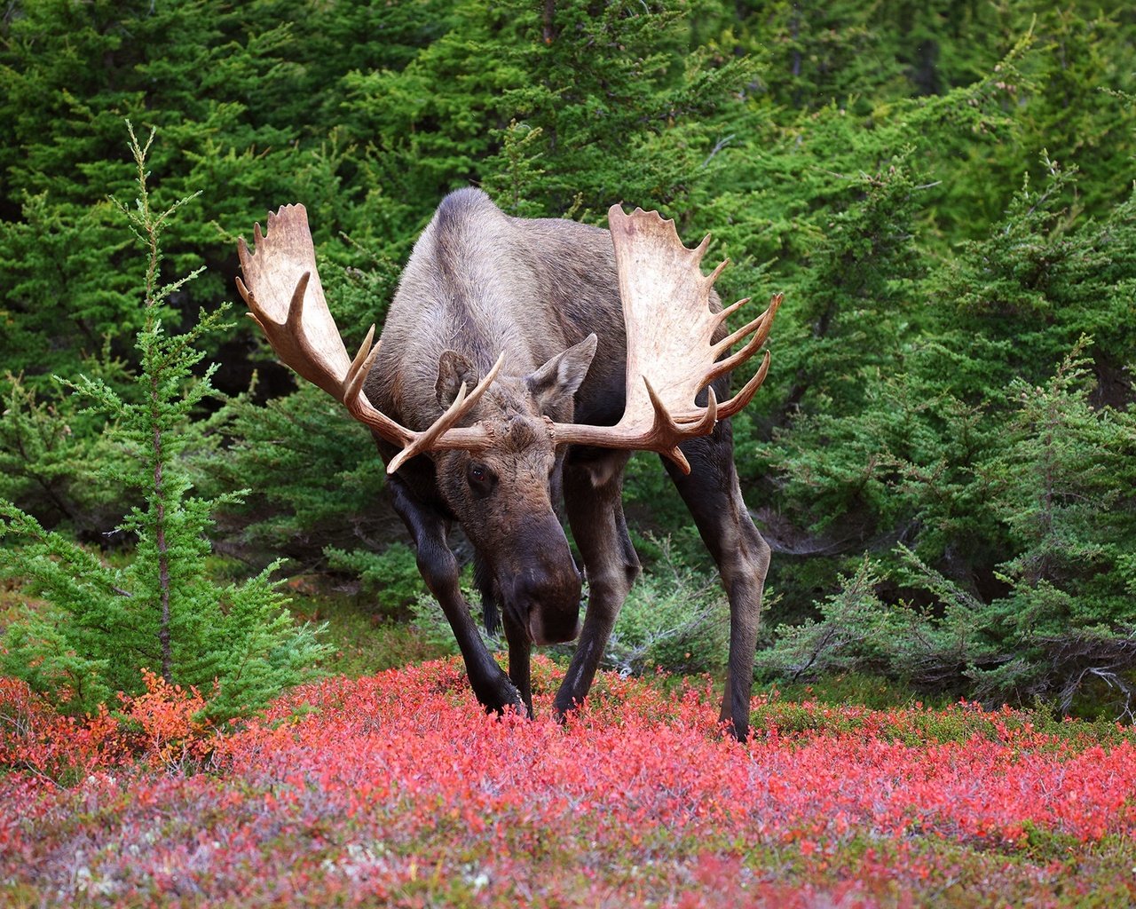 Обои природа, лось, nature, moose разрешение 2048x1300 Загрузить