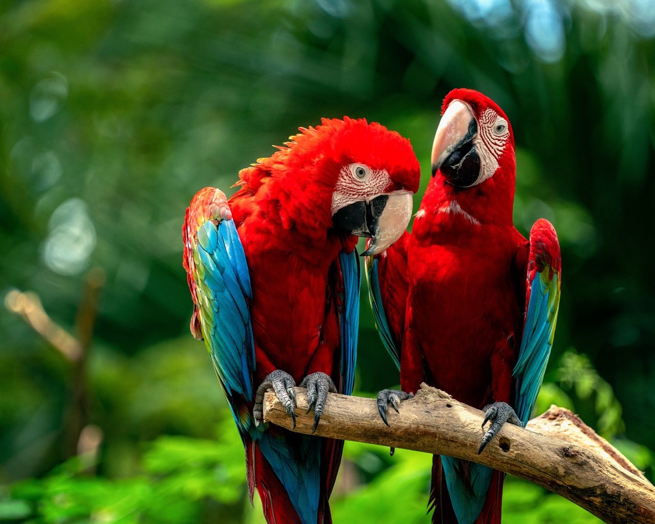 Обои птицы, парочка, попугаи, birds, a couple, parrots разрешение 6144x4098 Загрузить