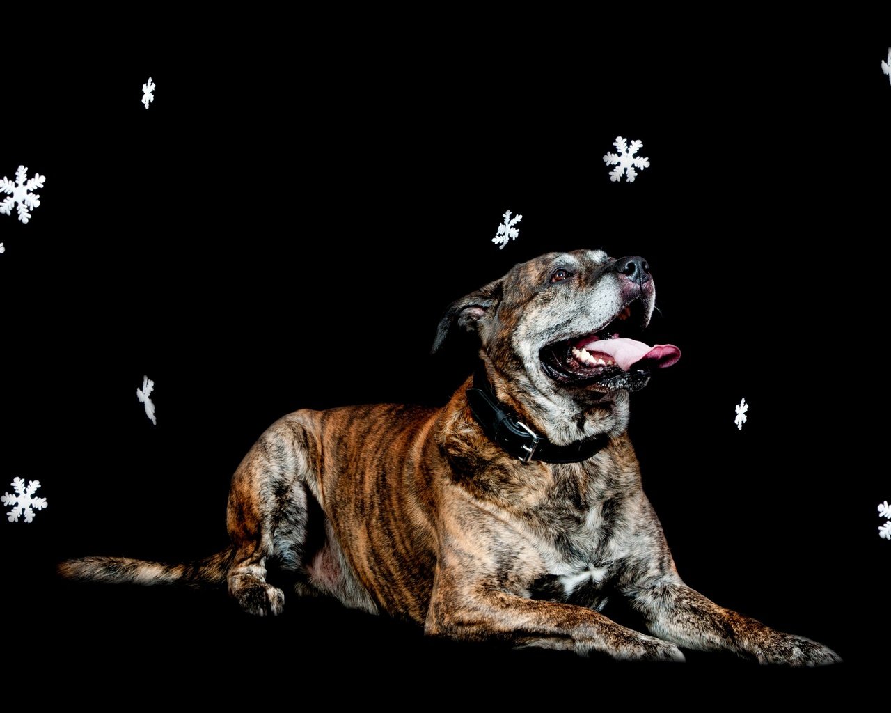 Обои снежинки, собака, лежит, черный фон, snowflakes, dog, lies, black background разрешение 3602x2398 Загрузить