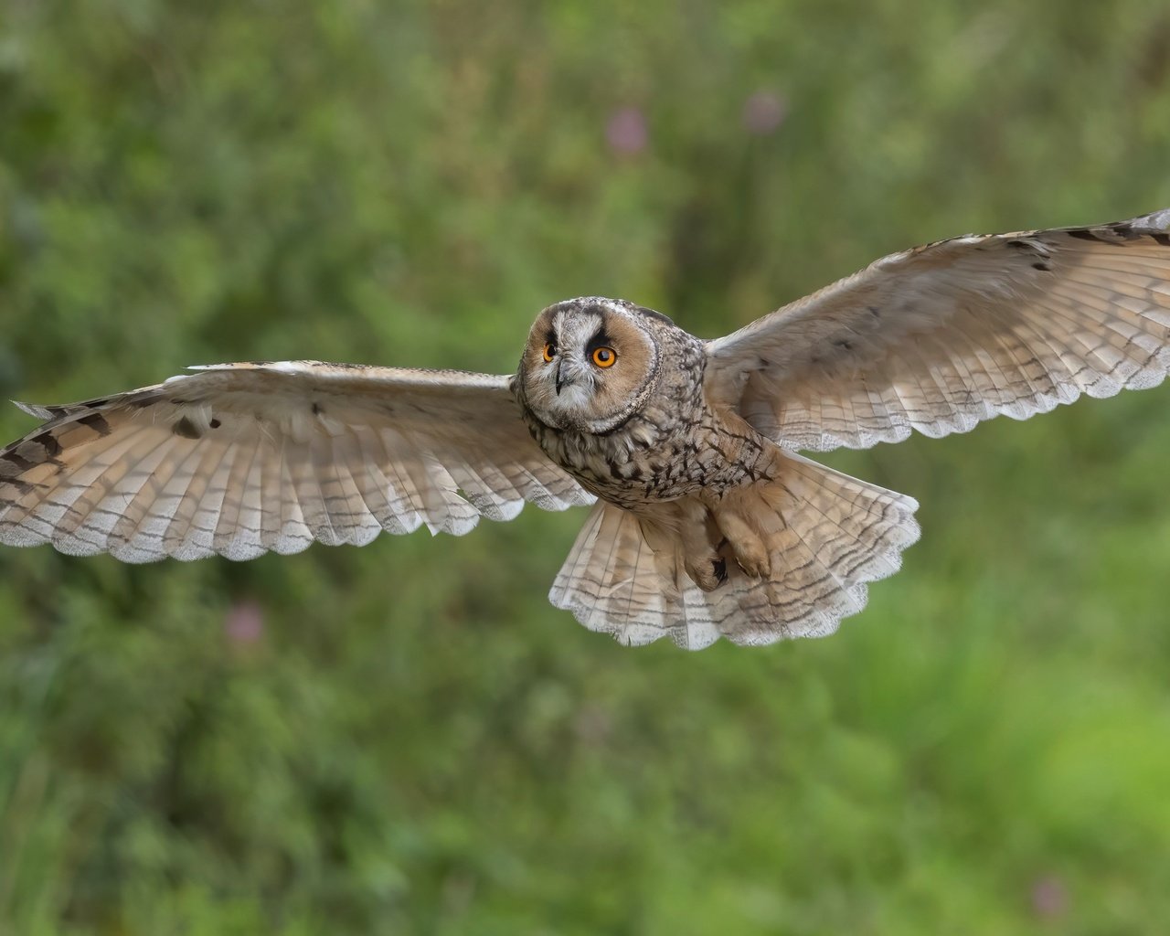 Обои сова, природа, полет, птица, размах крыльев, owl, nature, flight, bird, wingspan разрешение 4096x2304 Загрузить