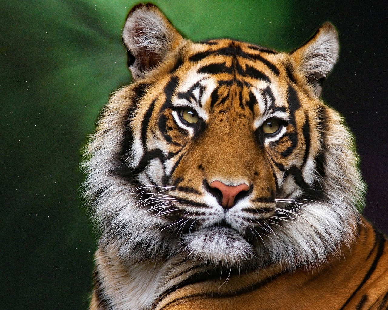 Обои тигр, морда, портрет, взгляд, хищник, большая кошка, темный фон, tiger, face, portrait, look, predator, big cat, the dark background разрешение 3840x2160 Загрузить