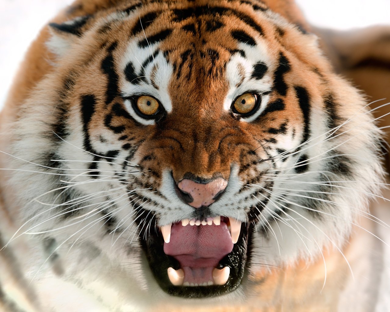 Обои тигр, животные, tiger, animals разрешение 9108x6446 Загрузить