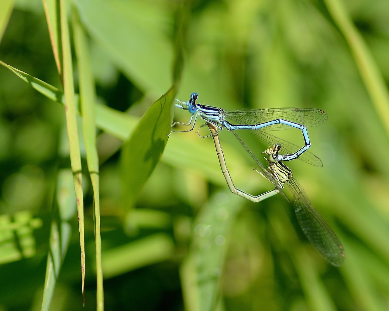 Обои трава, лето, стрекозы, grass, summer, dragonflies разрешение 2933x1955 Загрузить