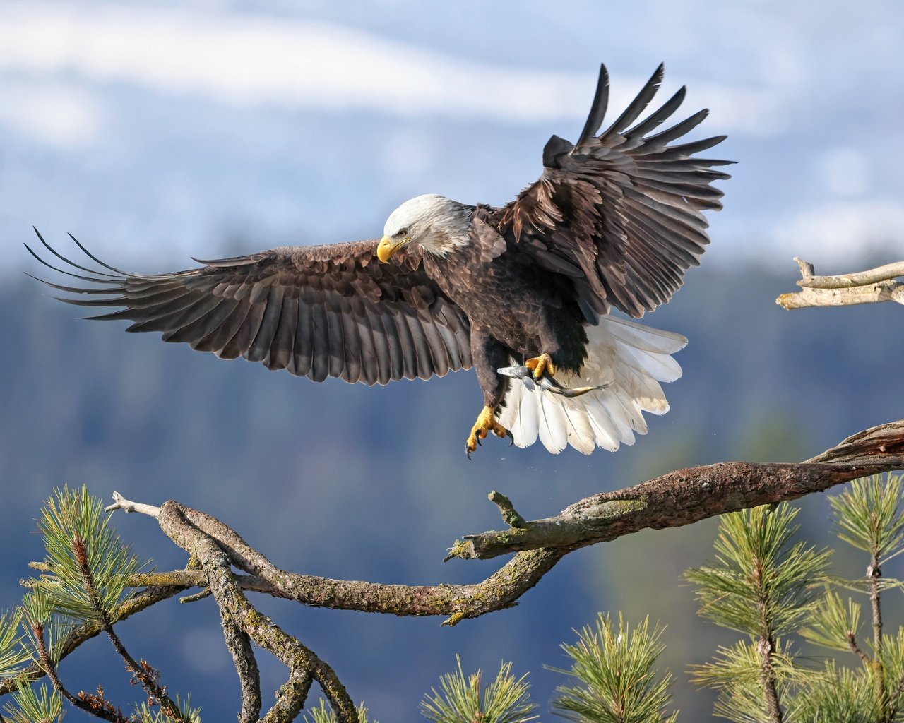 Обои ветка, фон, крылья, птица, белоголовый орлан, branch, background, wings, bird, bald eagle разрешение 6144x4117 Загрузить