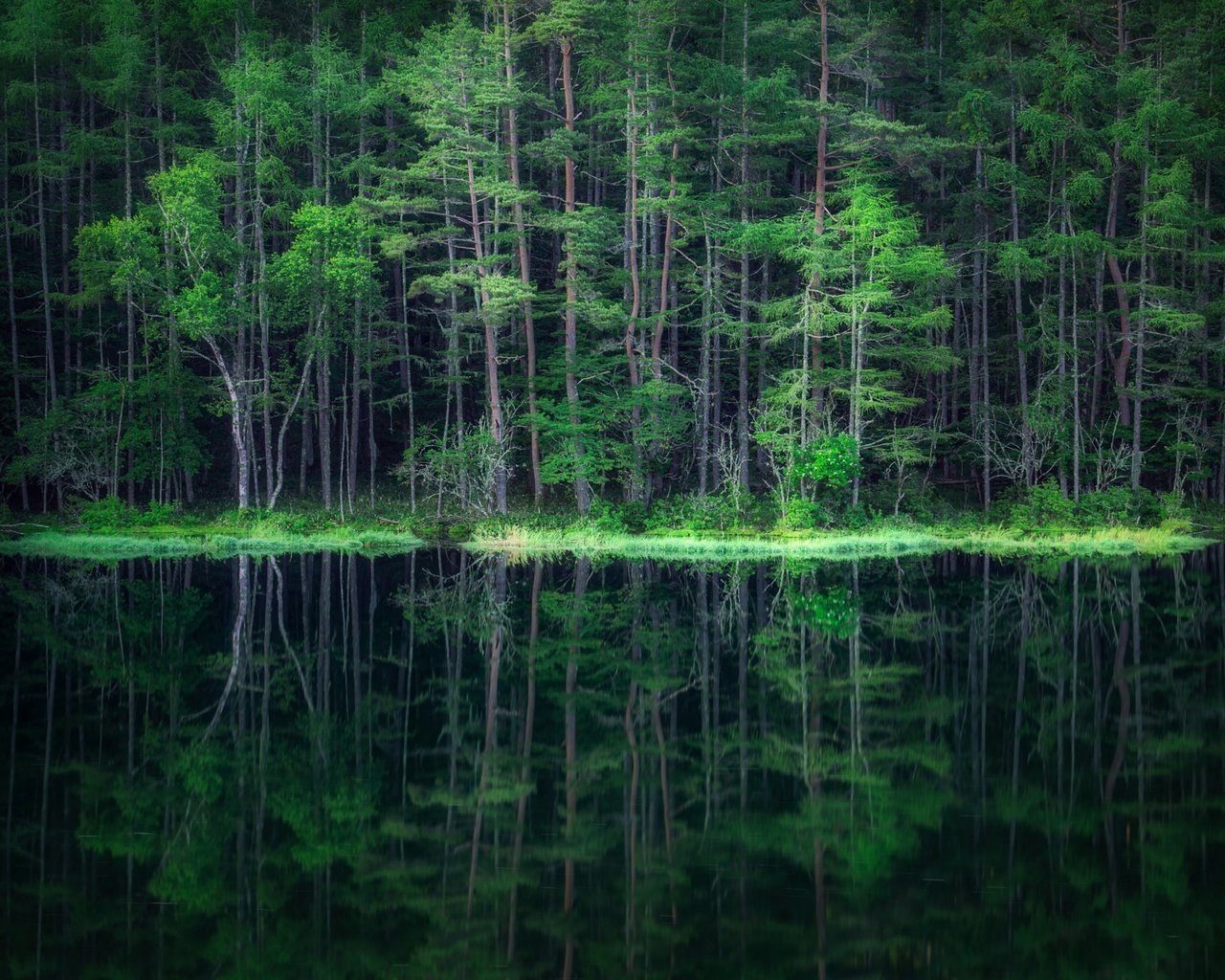 Обои вода, лес, отражение, water, forest, reflection разрешение 2500x1406 Загрузить