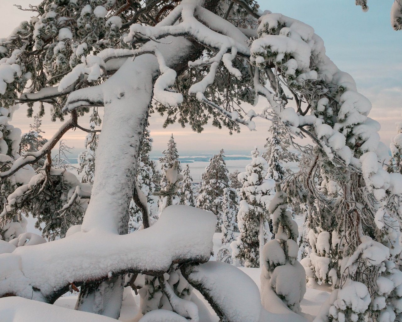 Обои деревья, природа, зима, пейзаж, trees, nature, winter, landscape разрешение 4949x3299 Загрузить