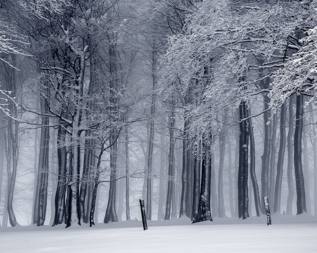 Обои деревья, монохром, снег, природа, лес, зима, ветки, ветви, иней, trees, monochrome, snow, nature, forest, winter, branches, branch, frost разрешение 2880x1620 Загрузить