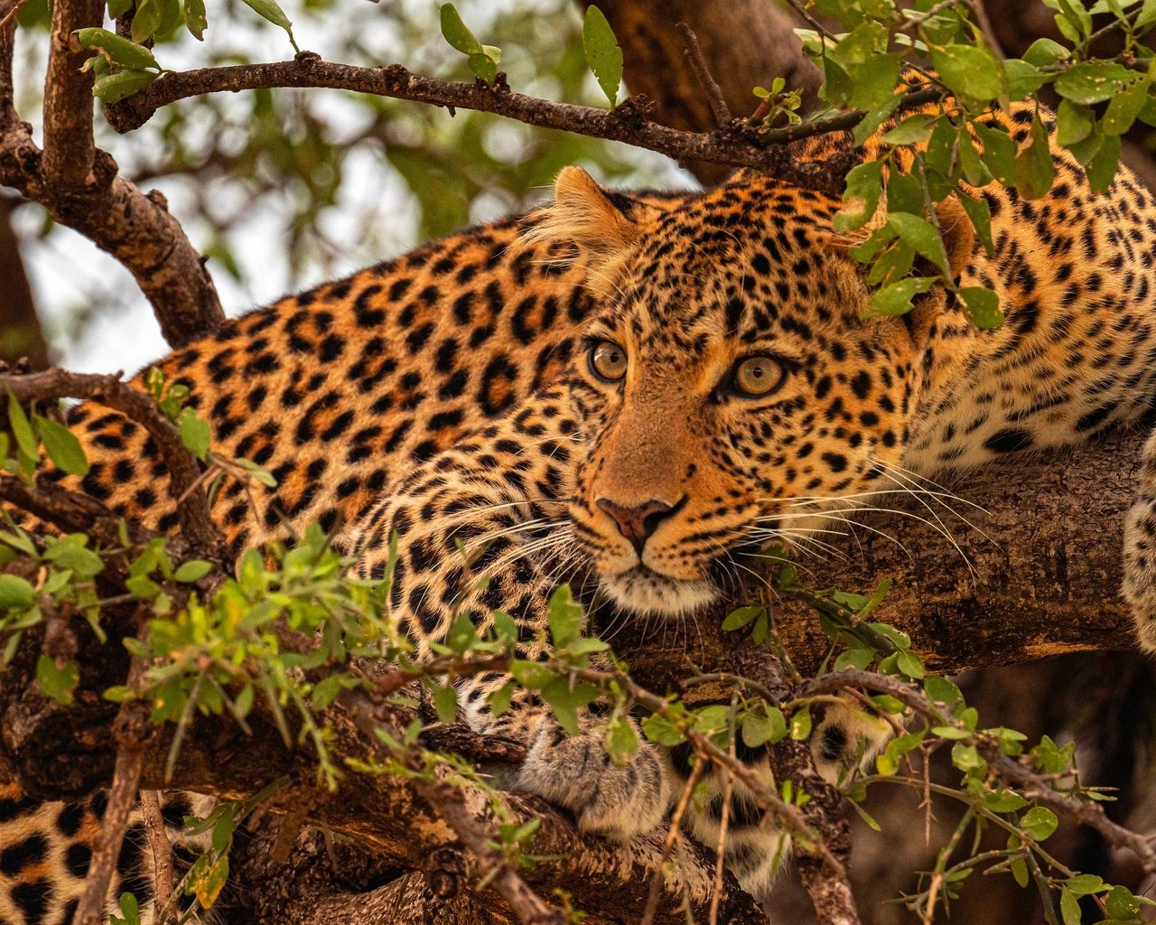 Обои дерево, ветки, леопард, tree, branches, leopard разрешение 3840x2160 Загрузить