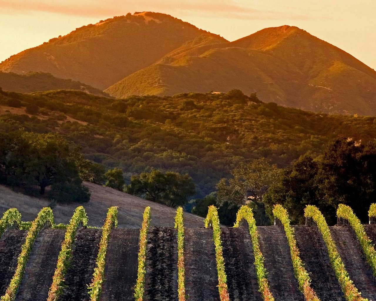Обои горы, сша, калифорния, виноградник, mountains, usa, ca, vineyard разрешение 1920x1080 Загрузить