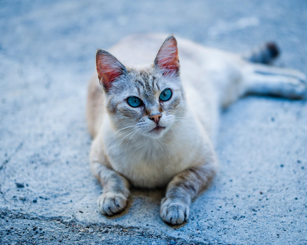 Обои кошка, голубые глаза, лапки, cat, blue eyes, legs разрешение 3600x2396 Загрузить