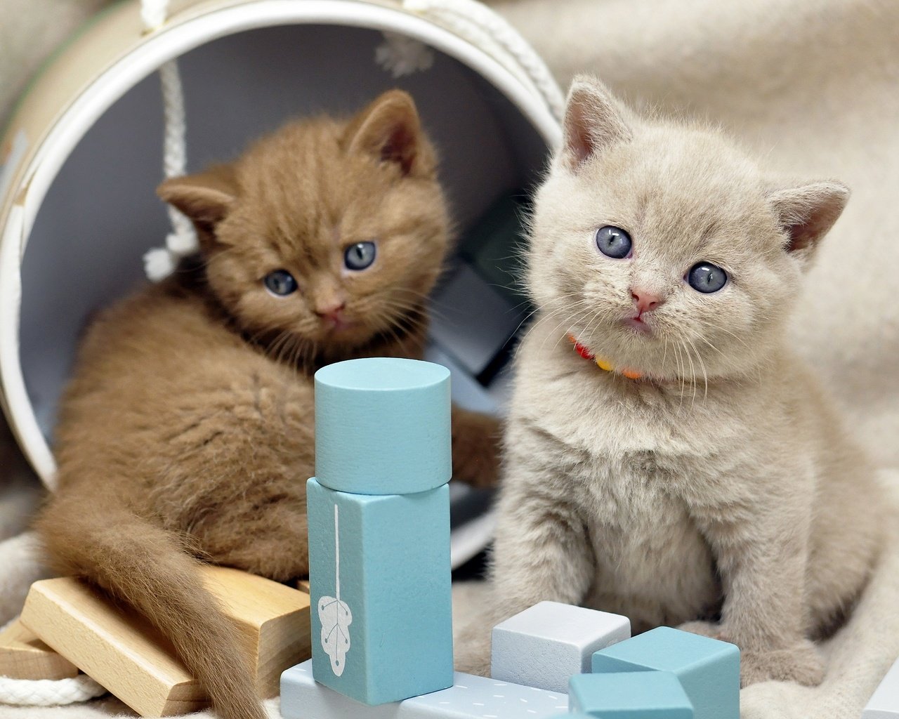 Обои котенок, кубики, кошки, бусы, малыши, котята, коробка, мордашки, kitty, cubes, cats, beads, kids, kittens, box, faces разрешение 2560x1700 Загрузить
