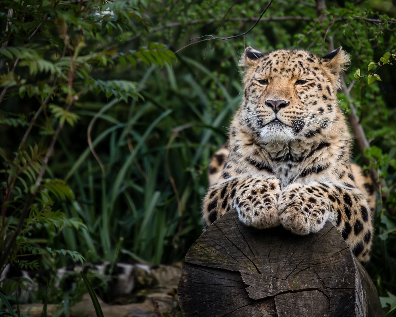 Обои лапы, леопард, хищник, бревно, paws, leopard, predator, log разрешение 3729x2486 Загрузить