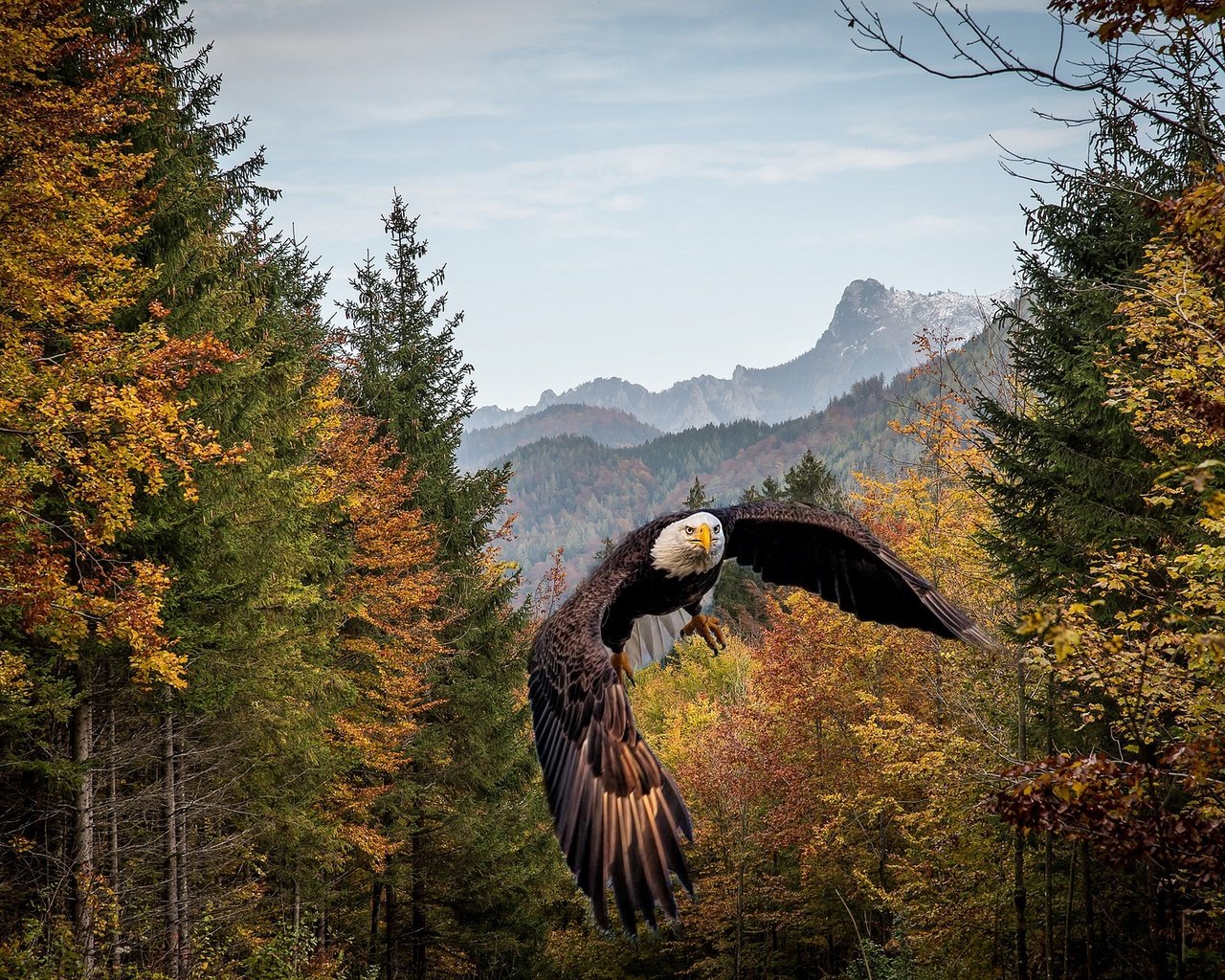 Обои лес, полет, осень, рендеринг, птица, белоголовый орлан, forest, flight, autumn, rendering, bird, bald eagle разрешение 2560x1709 Загрузить