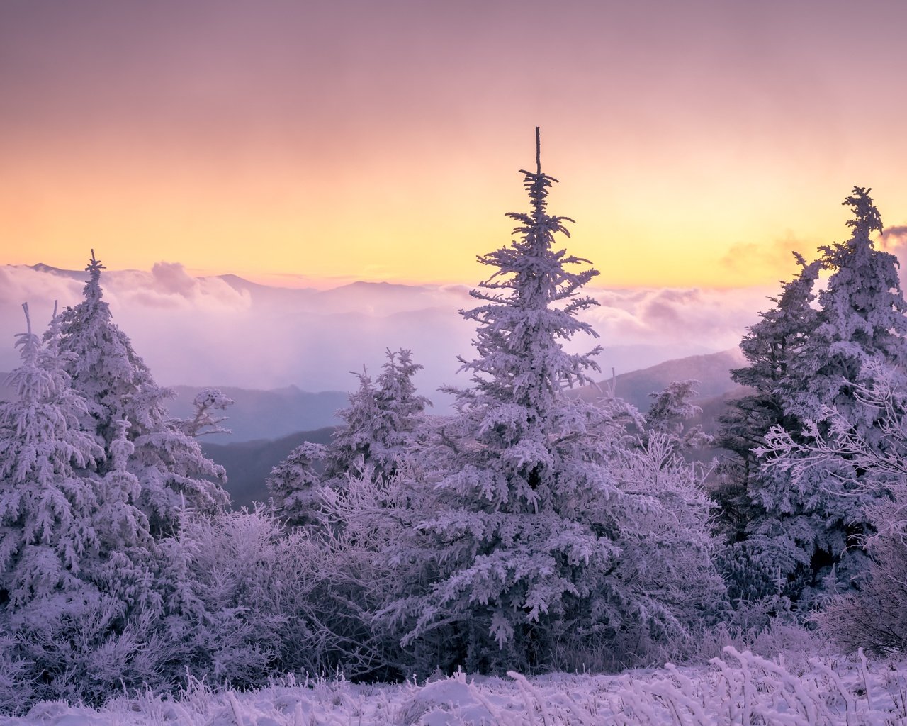 Обои лес, закат, зима, forest, sunset, winter разрешение 6016x4016 Загрузить