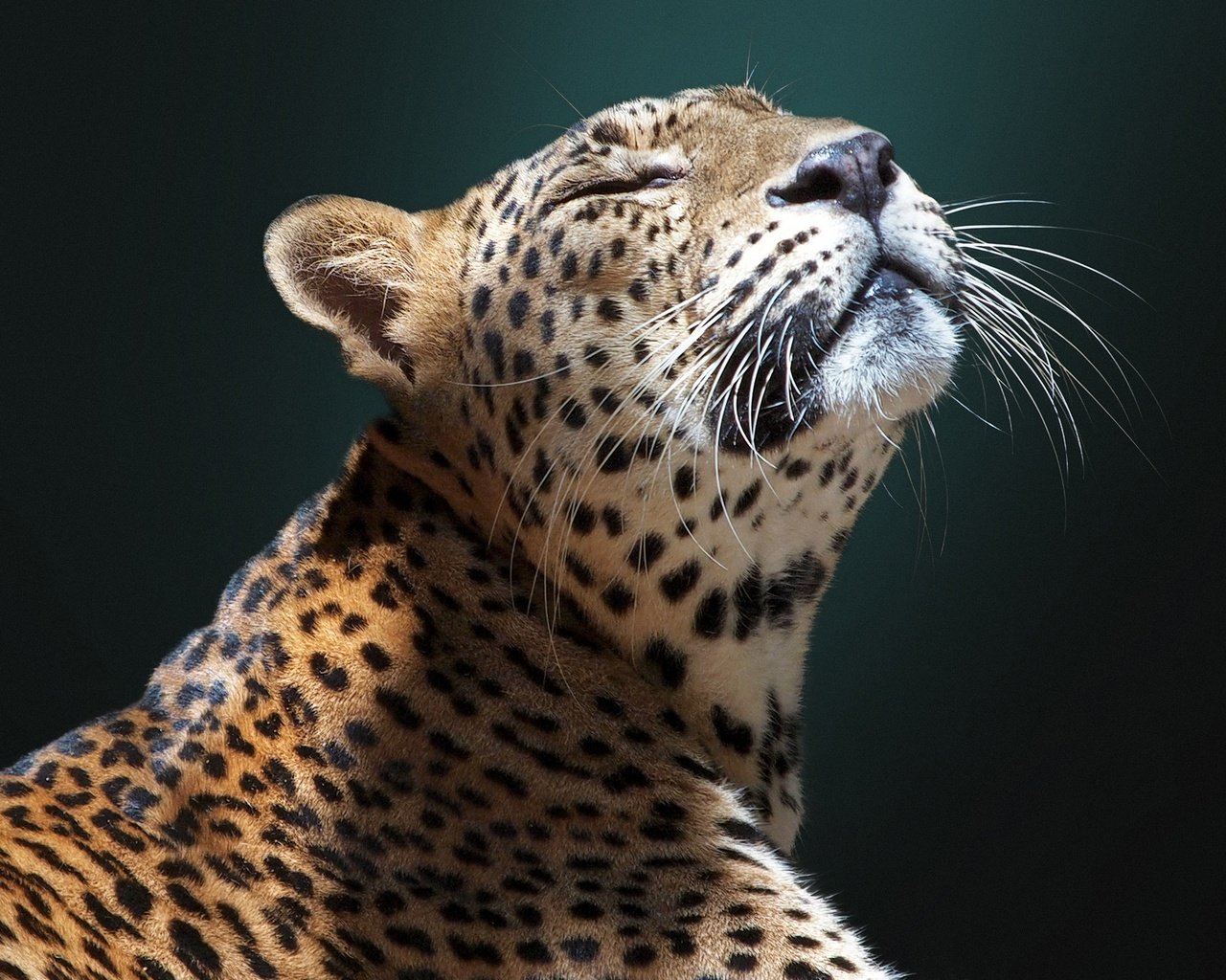 Обои морда, фон, ягуар, дикая кошка, face, background, jaguar, wild cat разрешение 2048x1536 Загрузить