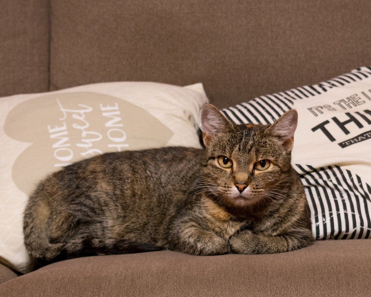 Обои подушки, недовольный, кот, кошка, взгляд, лежит, серый, диван, надписи, полосатый, striped, pillow, unhappy, cat, look, lies, grey, sofa, labels разрешение 3840x2160 Загрузить