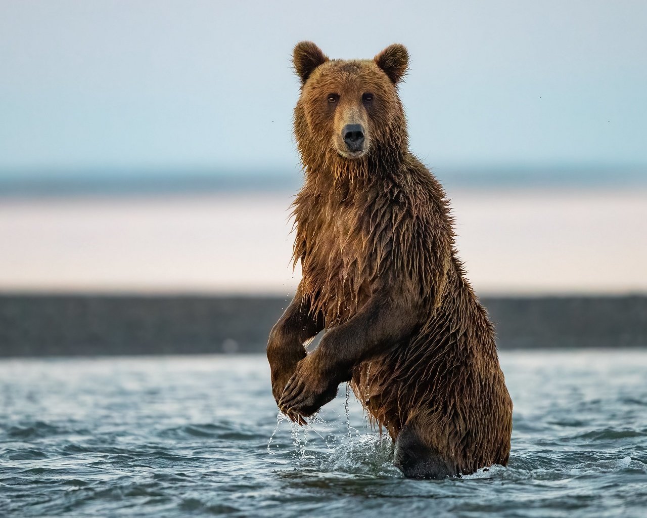 Обои природа, медведь, зверь, бурый медведь, в воде, nature, bear, beast, brown bear, in the water разрешение 3840x2160 Загрузить
