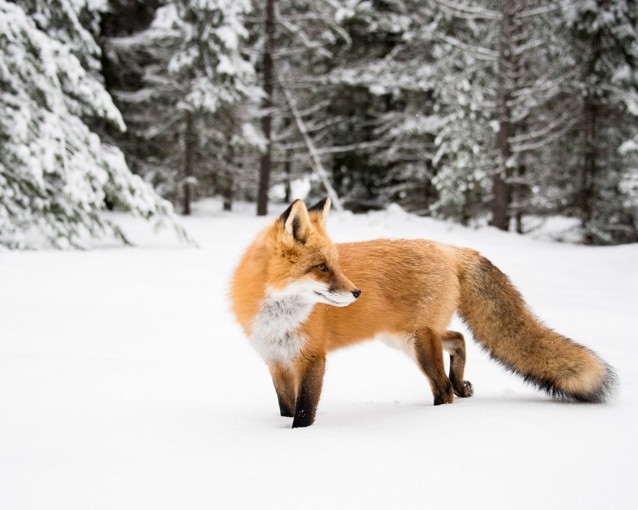 Обои природа, зима, лиса, nature, winter, fox разрешение 2400x1602 Загрузить