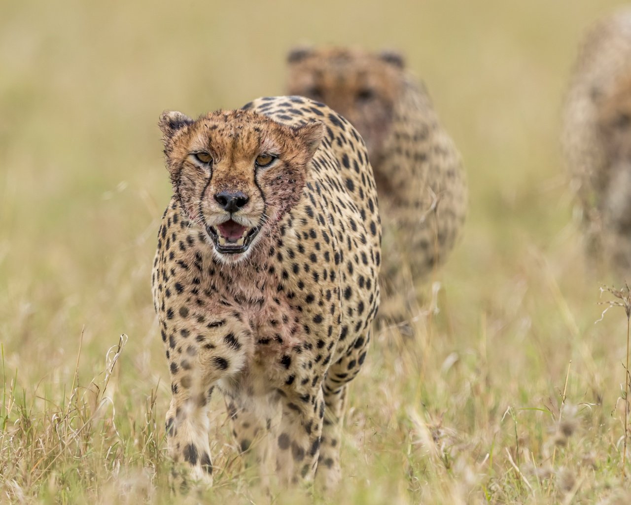 Обои природа, звери, гепарды, nature, animals, cheetahs разрешение 3840x2160 Загрузить