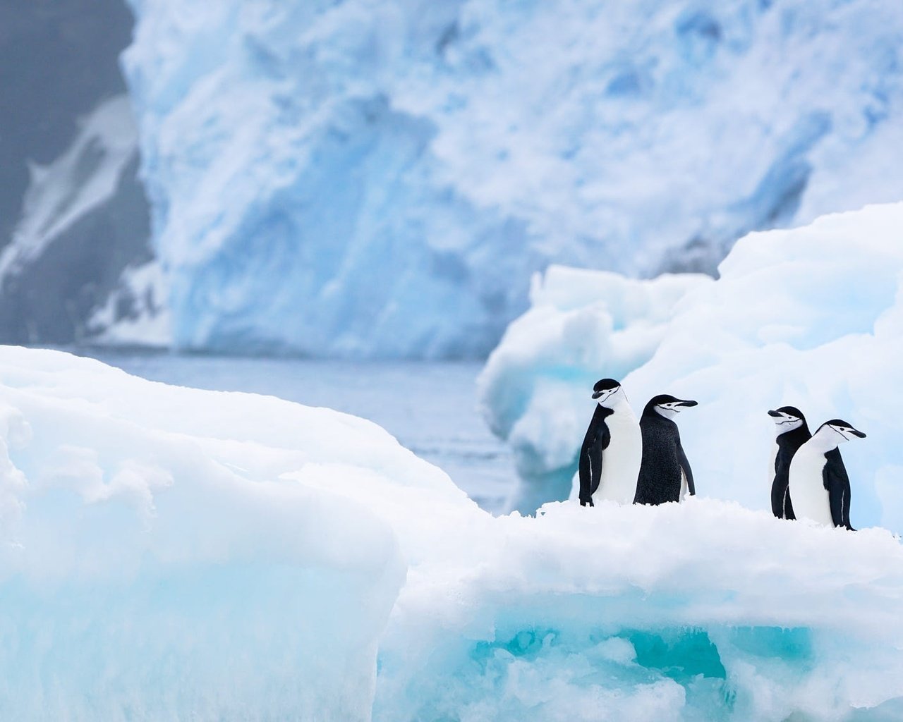 Обои снег, антарктида, природа, льды, зима, пингвины, лёд, ледник, водоем, айсберг, птицы, льдины, пингвин, penguin, snow, antarctica, nature, winter, penguins, ice, glacier, pond, iceberg, birds разрешение 2000x1125 Загрузить