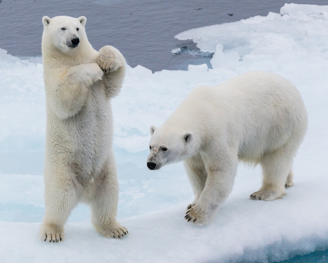 Обои снег, зима, лёд, льдины, медведи, стойка, белые медведи, два медведя, snow, winter, ice, bears, stand, polar bears, two bears разрешение 3840x2289 Загрузить