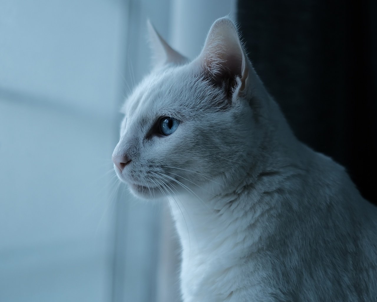 Обои шторы, кот, кошка, профиль, окно, голубые глаза, curtains, cat, profile, window, blue eyes разрешение 3840x2160 Загрузить