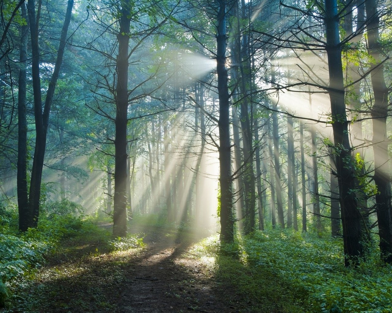 Обои свет, деревья, природа, лес, лучи, утро, лето, тропинка, light, trees, nature, forest, rays, morning, summer, path разрешение 2560x1600 Загрузить