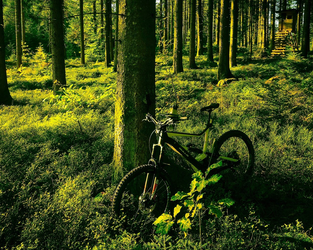 Обои свет, деревья, зелень, лес, лето, сосны, велосипед, light, trees, greens, forest, summer, pine, bike разрешение 3840x2160 Загрузить