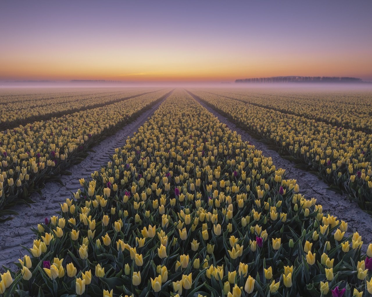 Обои закат, туман, тюльпаны, sunset, fog, tulips разрешение 2048x1365 Загрузить